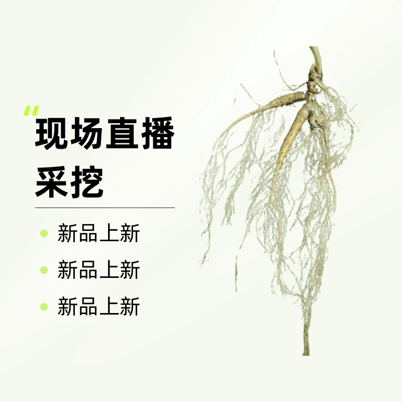 林下参现场直播采挖