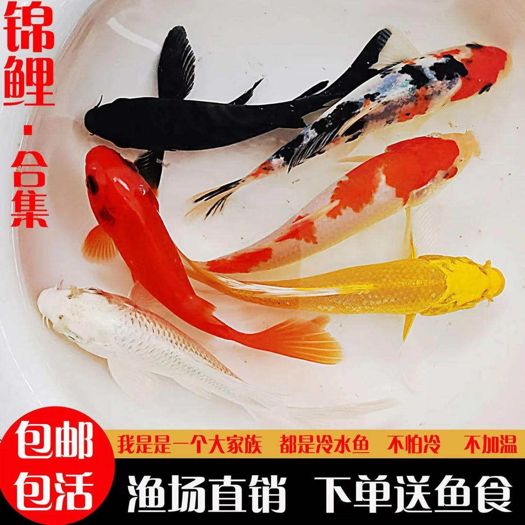 锦鲤活鱼冷水鱼淡水鱼观赏鱼金鱼锦鲤活体鱼懒人易养耐活鱼包邮