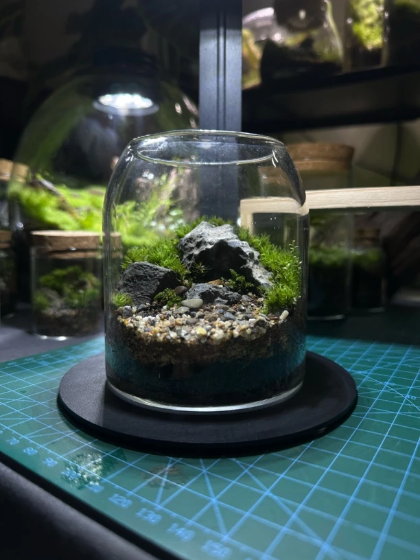 苔藓微景观 生态瓶微景观