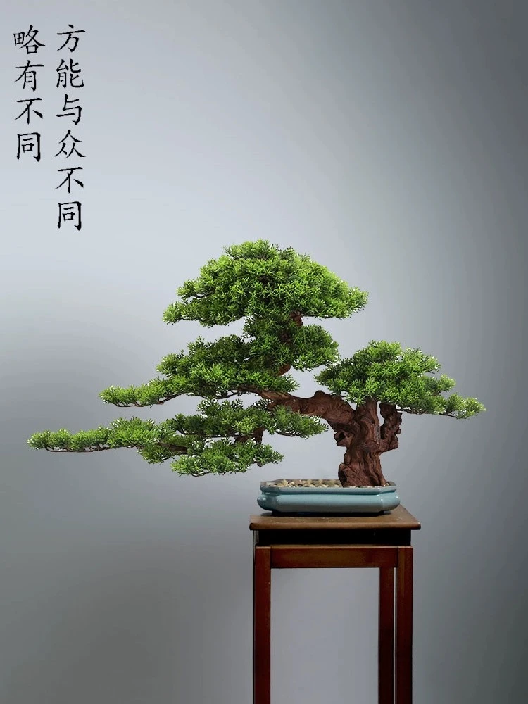 高端罗汉松造型地景树室内植物庭院迎客松真树老桩客厅办公室盆栽