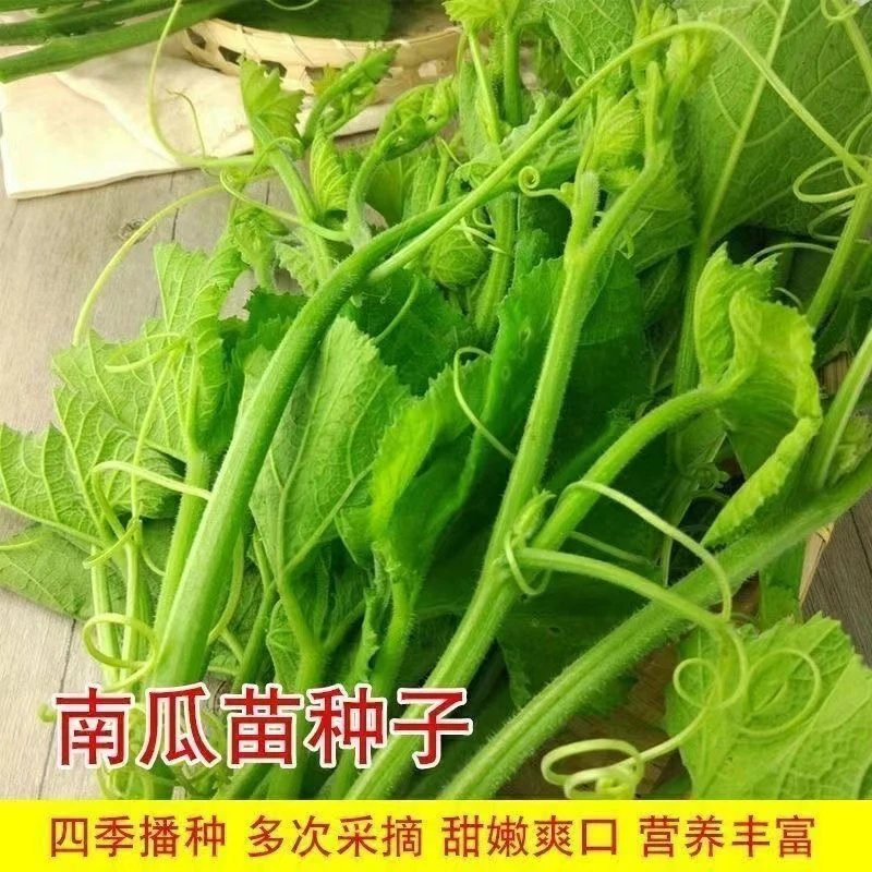 【全场满5包包邮】南瓜苗南瓜尖（包装袋13x19厘米）每包约30粒