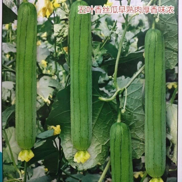 【全场满5包包邮】五叶香丝瓜种子丝瓜种籽早熟长丝瓜籽四季播种
