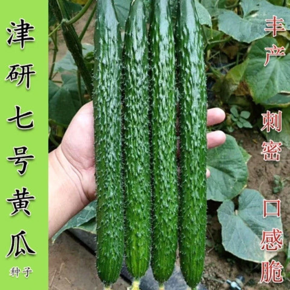 【全场满5元包邮】津研七号黄瓜种子新品种密刺高产早熟春夏秋