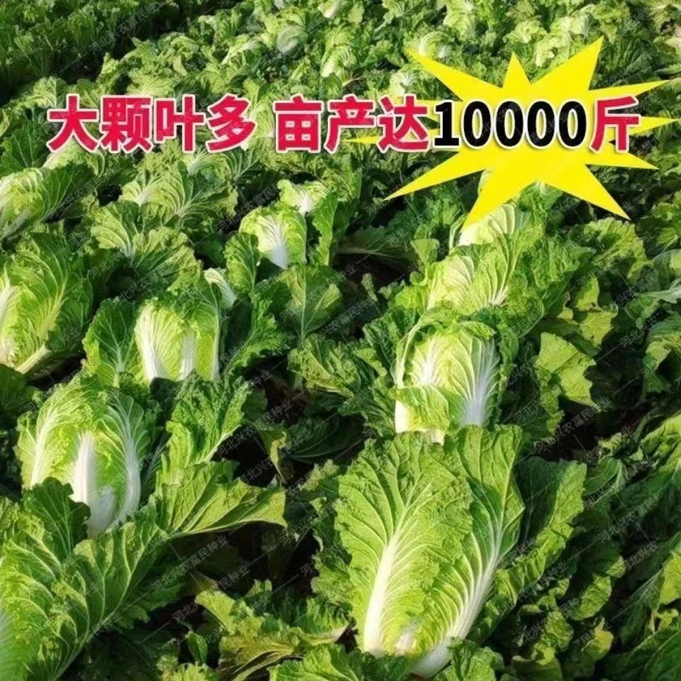 【全场满5元包邮】真好吃火锅菜种子耐寒耐热大白菜种子