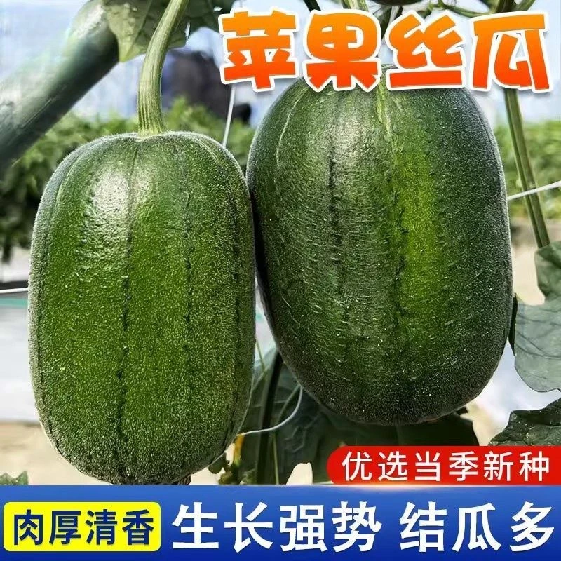 【全场满5元包邮】台湾苹果丝瓜种子迷你水果肉丝瓜种籽春秋