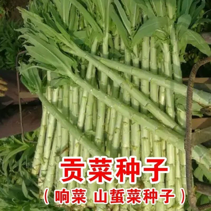 【全场满5元包邮】贡菜种子爽脆耐寒耐热响菜山蛰菜四季农家