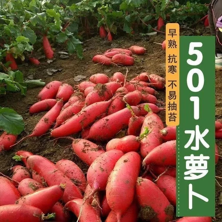 【全场满5包包邮】水萝卜种子高产抗病早熟红皮白心水果萝卜