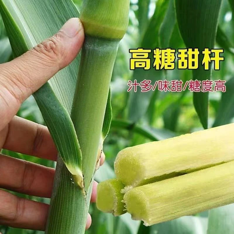 【全场满5元包邮】超甜甜杆种子 春夏秋四季播甘甜多汁 水果甜高
