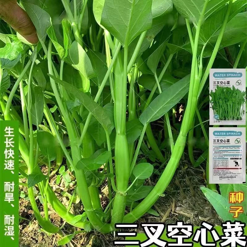 【全场满5元包邮】三叉空心菜（包装袋13x19厘米）每包约150粒耐旱