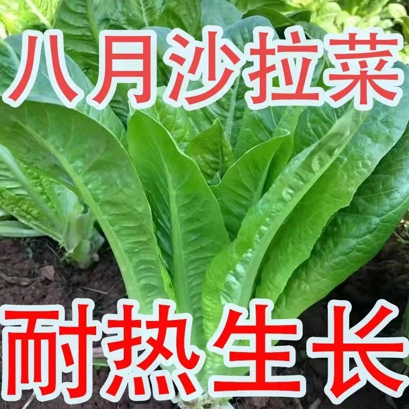 【全店满5元包邮】汉斯沙拉汉堡生菜每包约2000粒