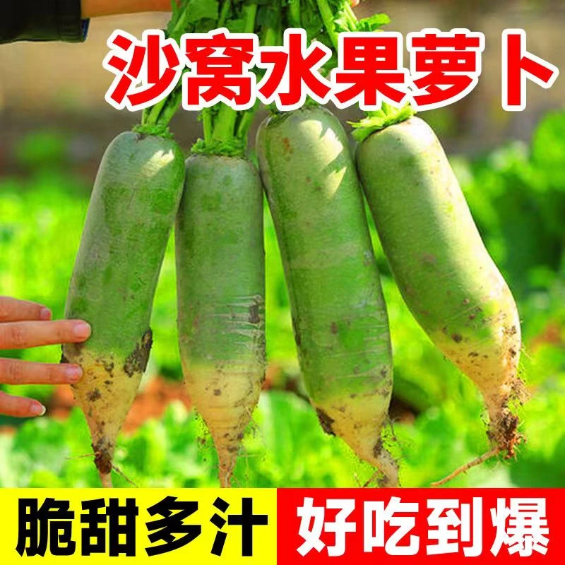 【全场满5元包邮】沙窝水果萝卜种子南北方皆可种植