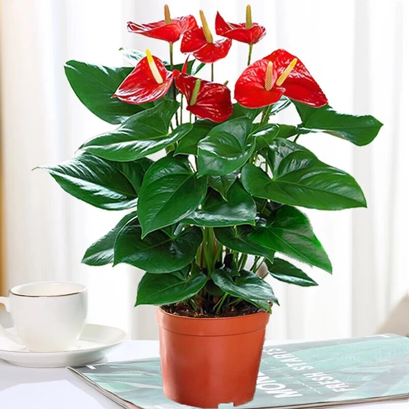 红掌盆栽植物室内花卉水培一帆风顺大盆水养绿植