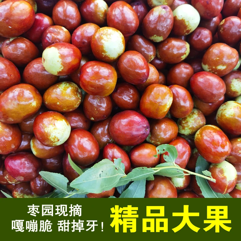 朝阳孙家湾大枣甜脆大铃铛鲜枣5斤包邮 现摘先发应季水果