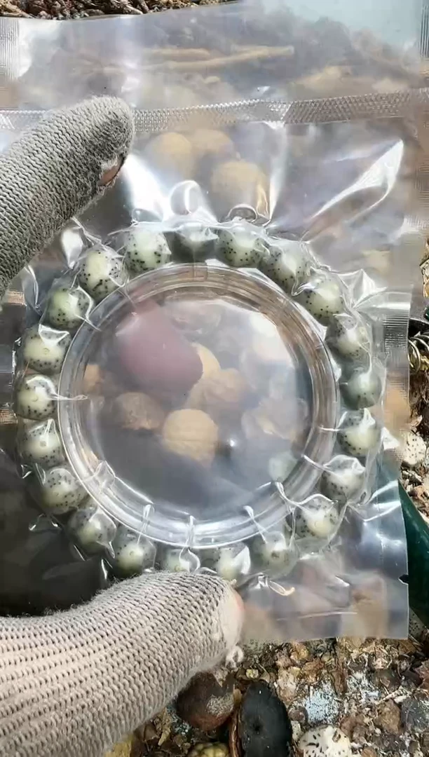 【闪购商品】星月菩提吊坠黑冰11*10