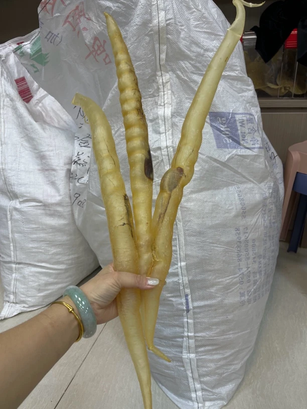 泽娜 本港野生手钓鳗鱼膘 月子胶 质量货