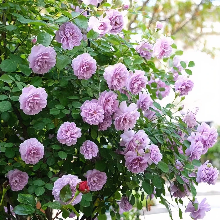 蓝色阴雨爬藤月季垂吊首选开花机器地栽盆栽