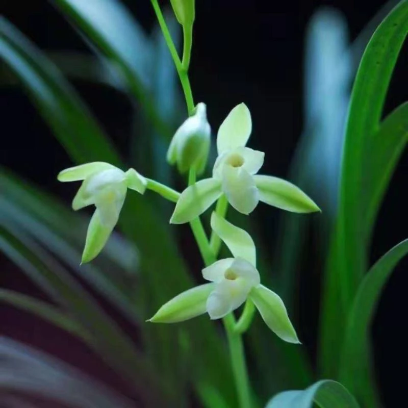 【大凤素】兰花苗四季建兰室内办公室绿植盆栽浓香型当年开花好养