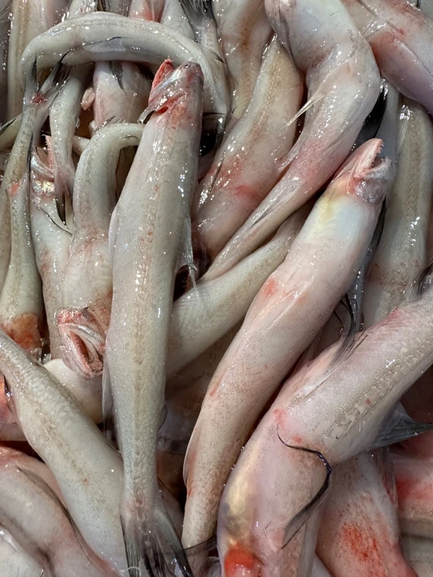 广东湛江 九肚鱼 豆腐鱼 5斤