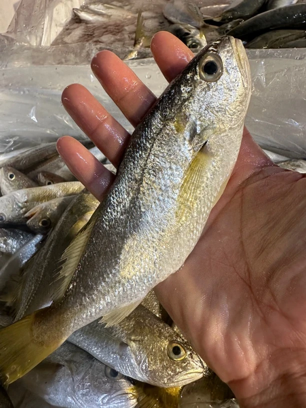 广东湛江 划仔鱼 石头鱼 4斤