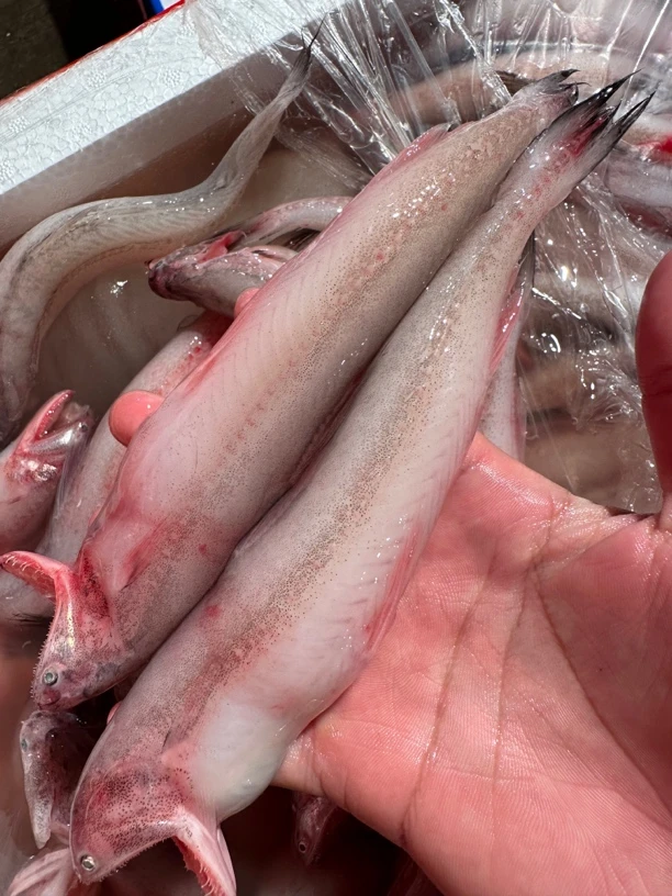 广东湛江 豆腐鱼 九肚鱼 5斤