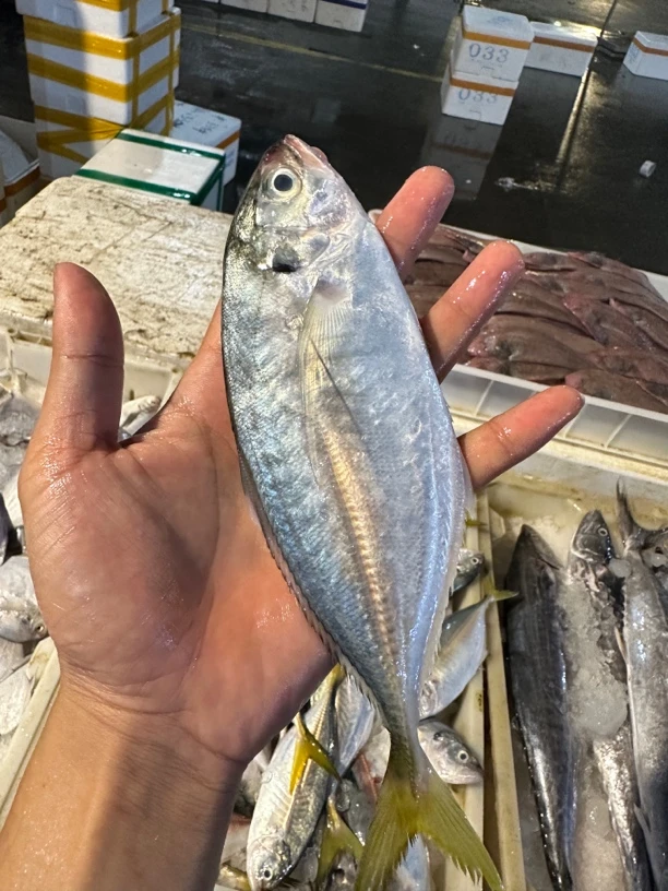 广东湛江 黄尾鱼 5斤