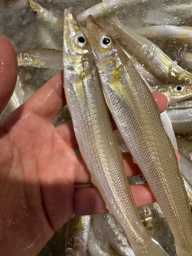 广东湛江 沙尖鱼 沙丁鱼 4斤