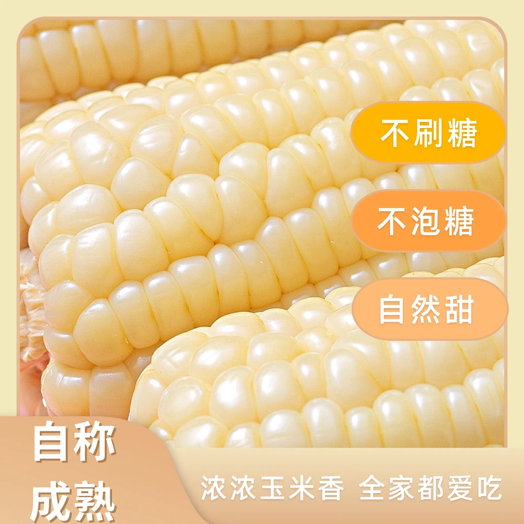 东北白糯玉米新鲜甜糯真空鲜食玉米拍8送2到手10支均重240-260g