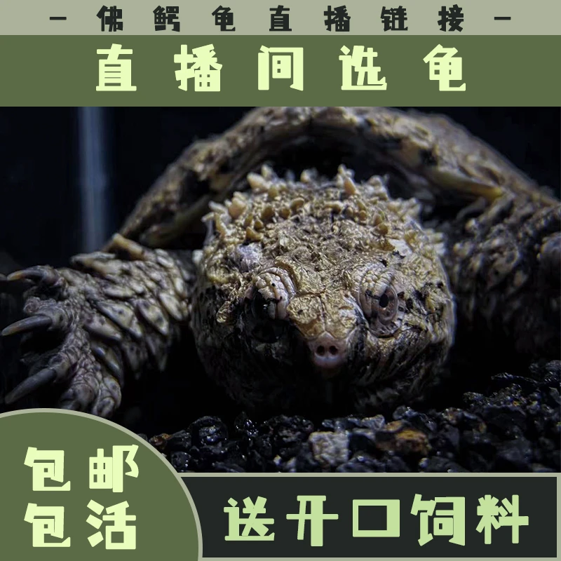 【直播链接】佛鳄观赏宠物龟“私拍发饲料”