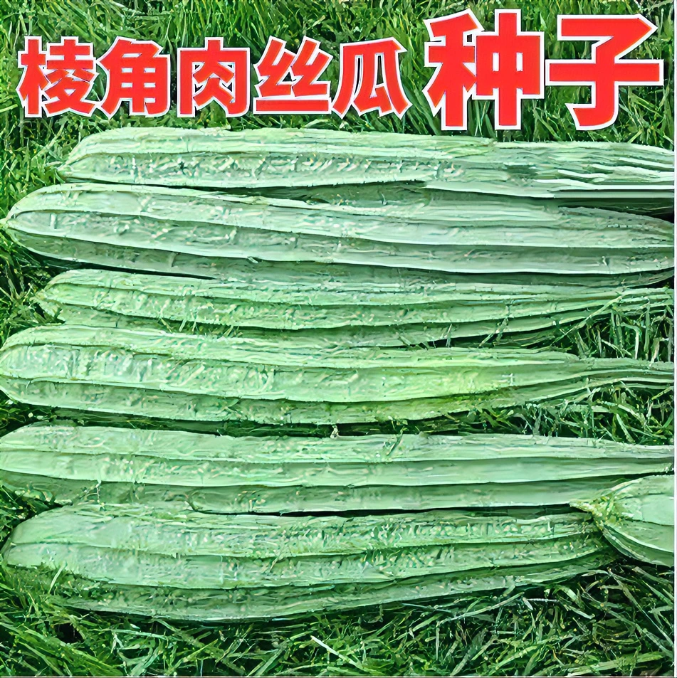棱角大肉丝瓜种子八角水瓜阳台菜园盆栽庭院有机蔬菜种子四季秋季