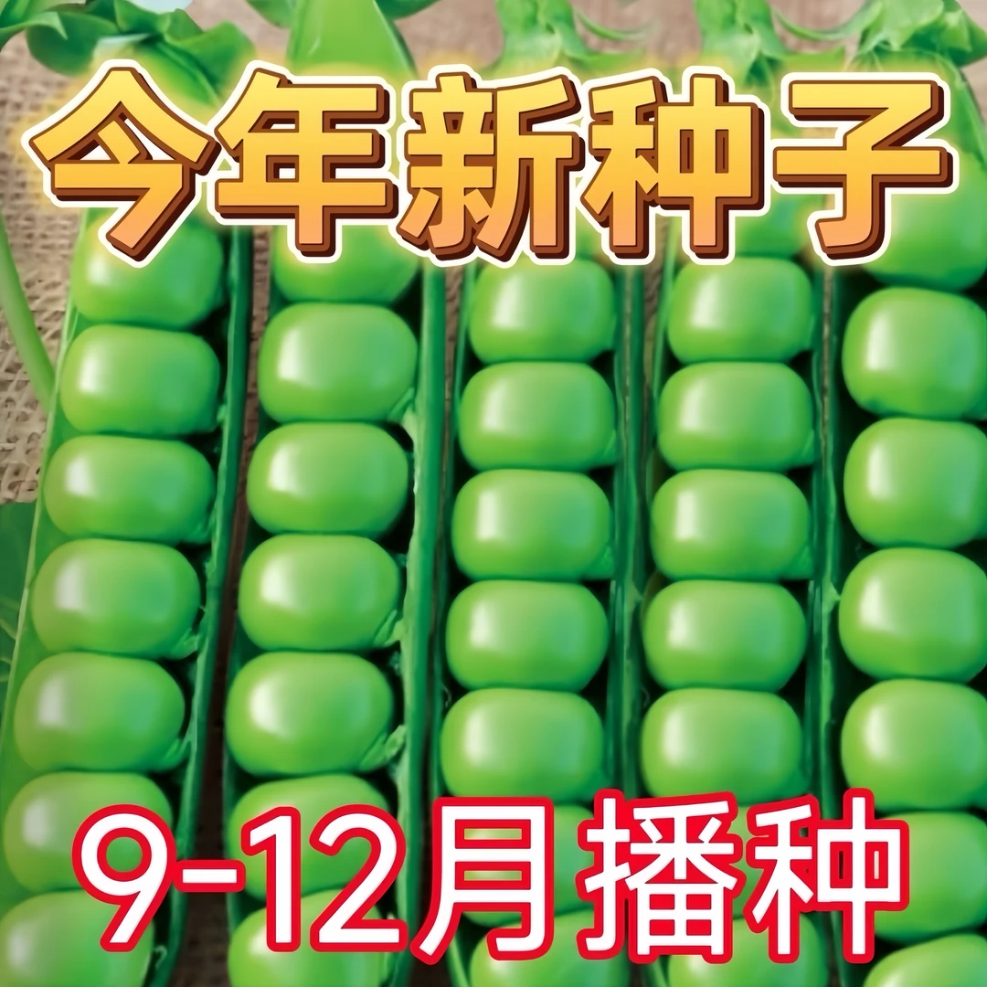 甜豌豆种子水果型脆可生吃菜豌豆大荚青豆甜豌豆尖四季播蔬菜种子