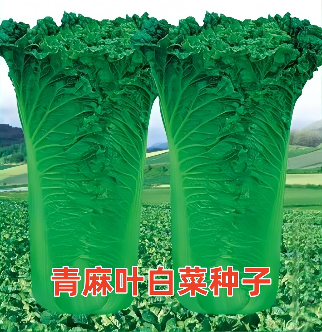 天津青麻叶大白菜种子秋冬直筒包心白菜种子阳台小院易种蔬菜种子