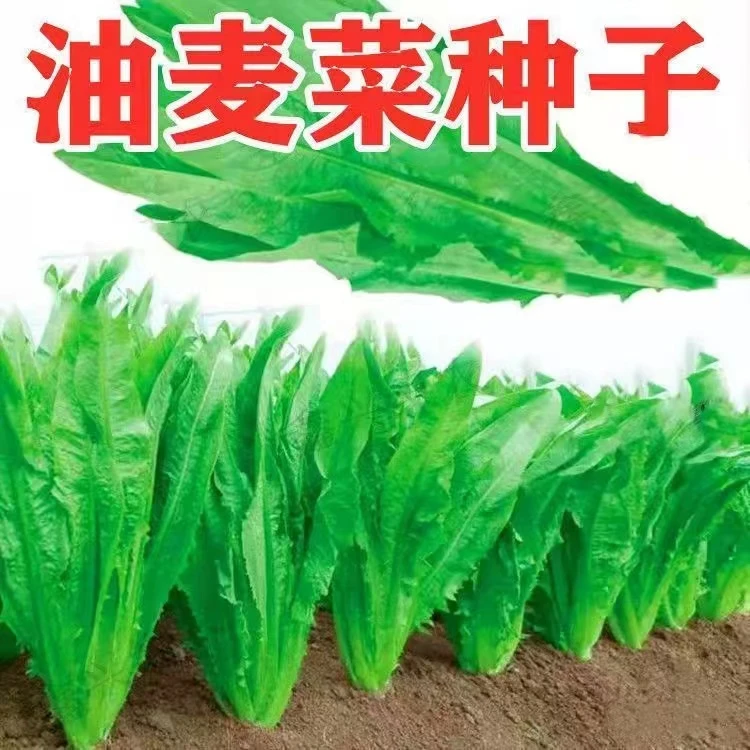 甜脆油麦菜种子清香无斑油麦菜种子四季播种盆栽庭院有机蔬菜种子