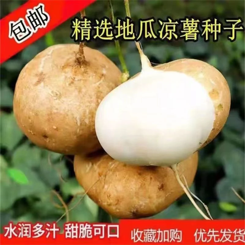 牧马山地瓜凉薯种子生吃脆甜早熟水果地瓜沙葛土凉薯豆薯种子大全