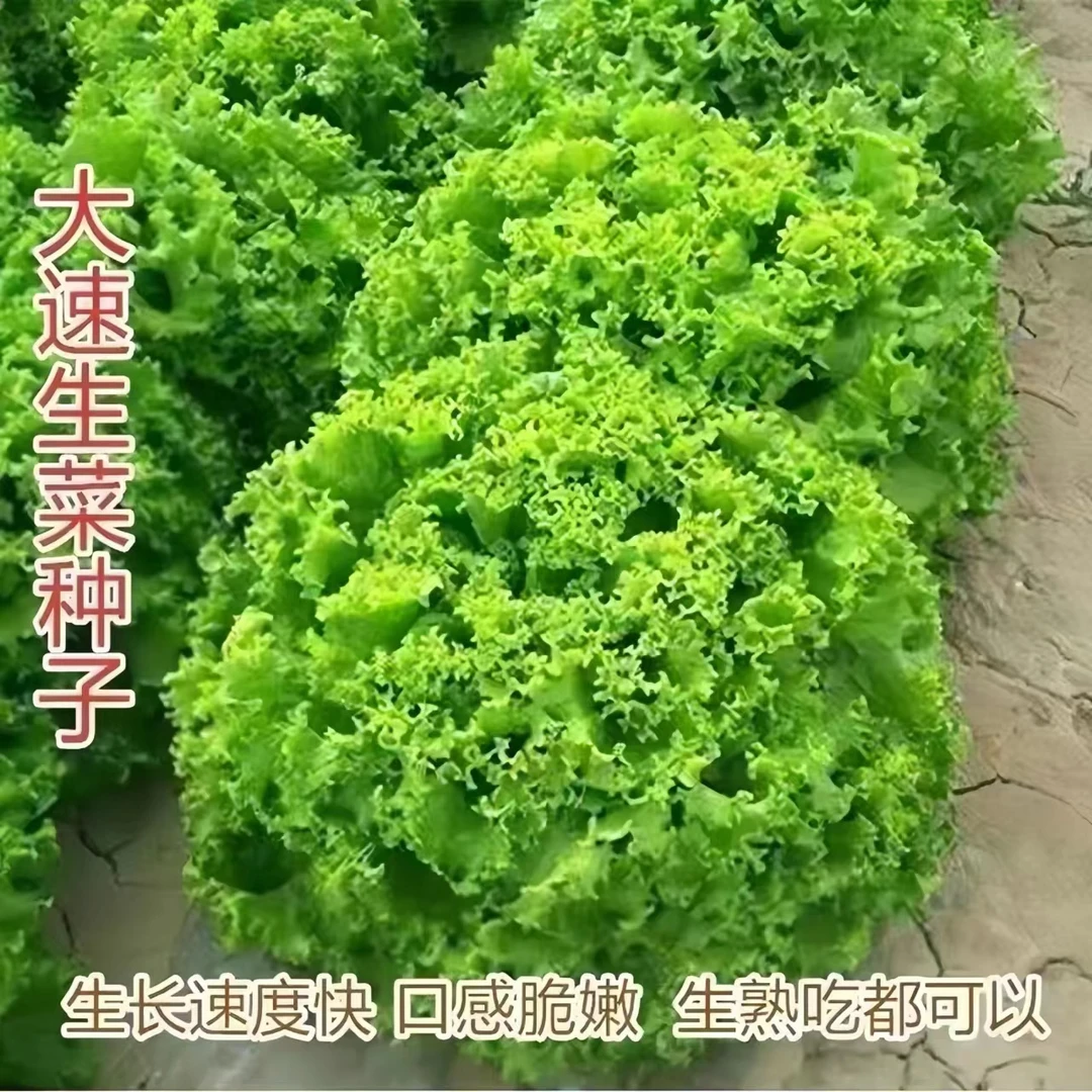 四季大速生菜种子耐热耐寒阳台小院易种植可盆栽生吃的生菜种子籽