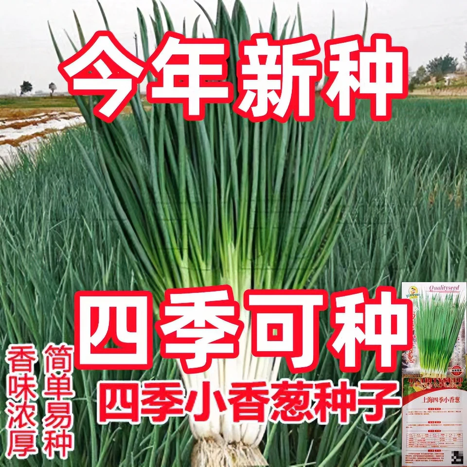 四季小香葱种子四季易种室内阳台盆栽小葱种子秋冬季种植蔬菜种籽