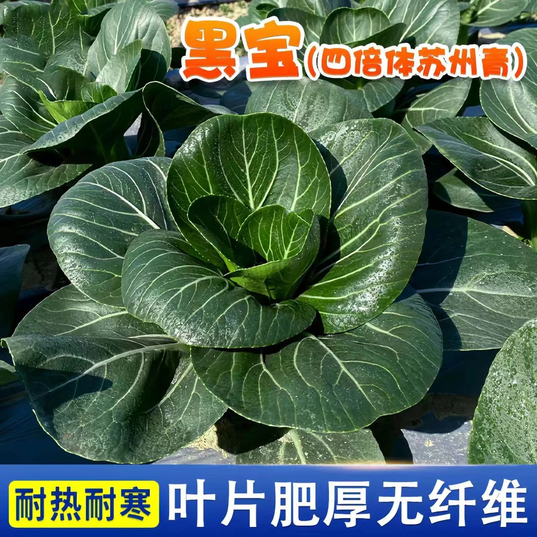 【今年新种】黑叶苏州青种子矮脚苏州青菜籽四季油菜小青菜蔬菜种子