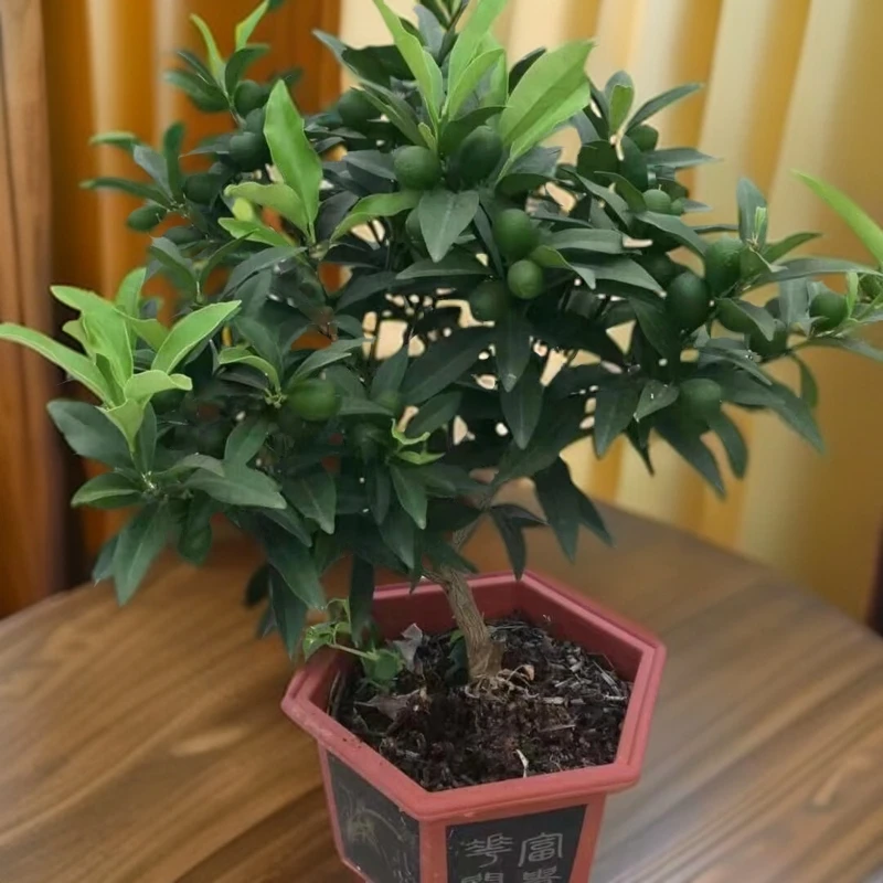 东方红盆栽幸福树盆栽