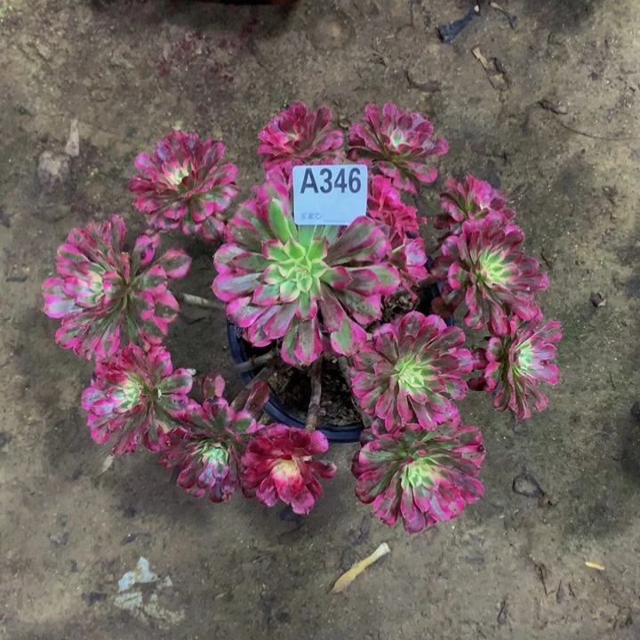 z**艳红彤346000000000