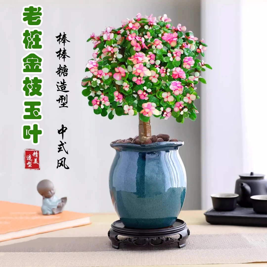 正宗老桩金枝玉叶盆栽客厅多肉植物棒棒糖造型创意花卉绿植盆景观
