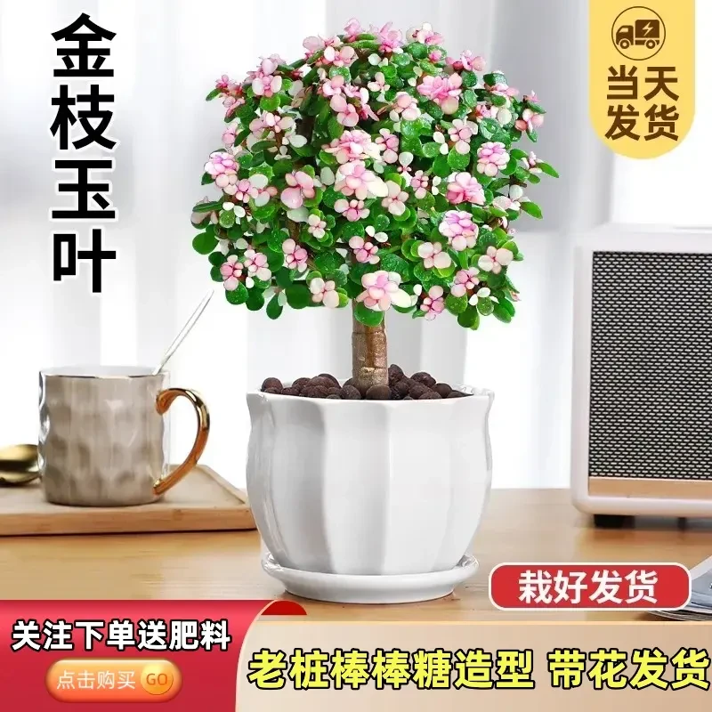 金枝玉叶盆栽水培多肉植物室内花卉办公老桩绿植净化好养肉肉盆景