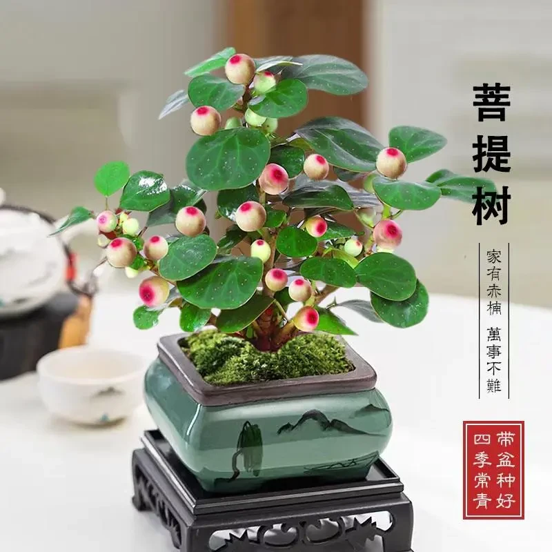 【星花怒放】菩提树盆栽颜色带果中式禅意桌面摆件室内创意好养花卉