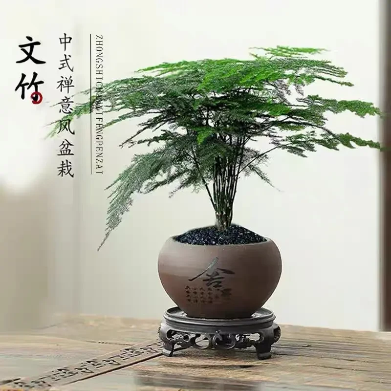 文竹盆栽植物室内客厅中式禅意小盆景好养绿植办公室摆件创意花卉