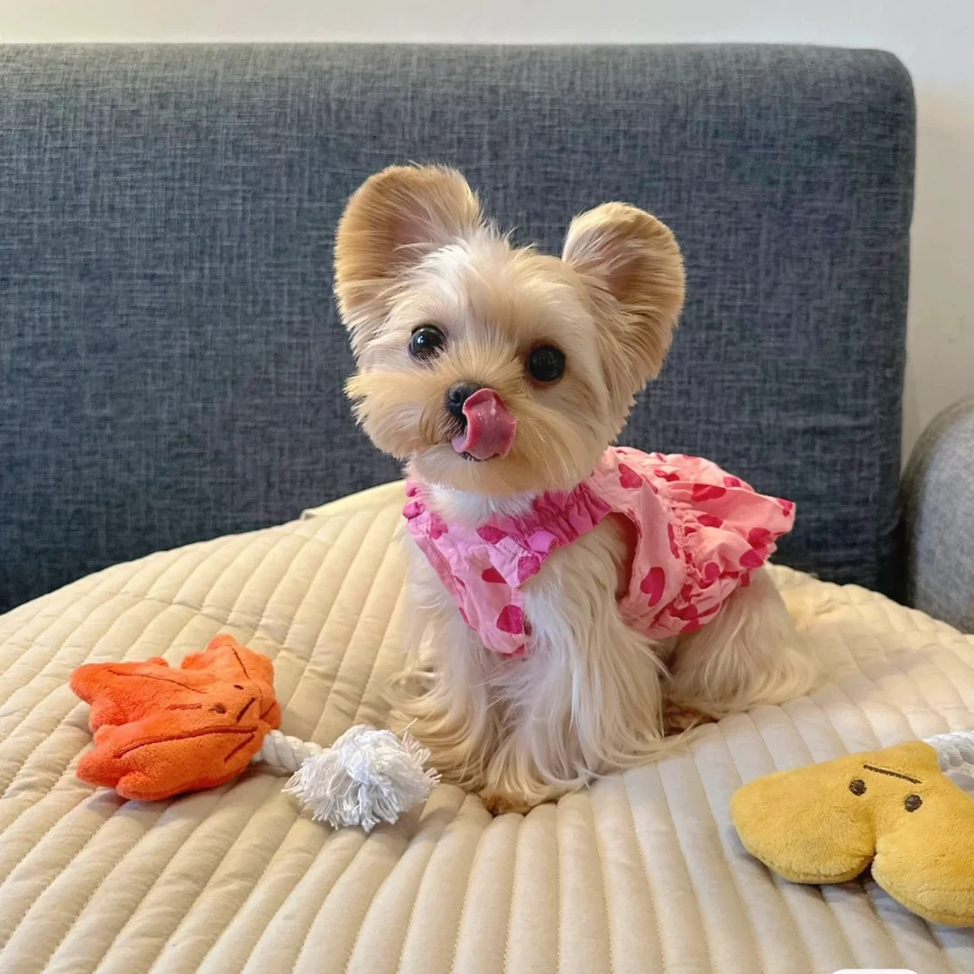 夏季狗狗衣服夏天马尔济斯约克夏泰迪雪纳瑞比熊博美爱心多巴胺裙