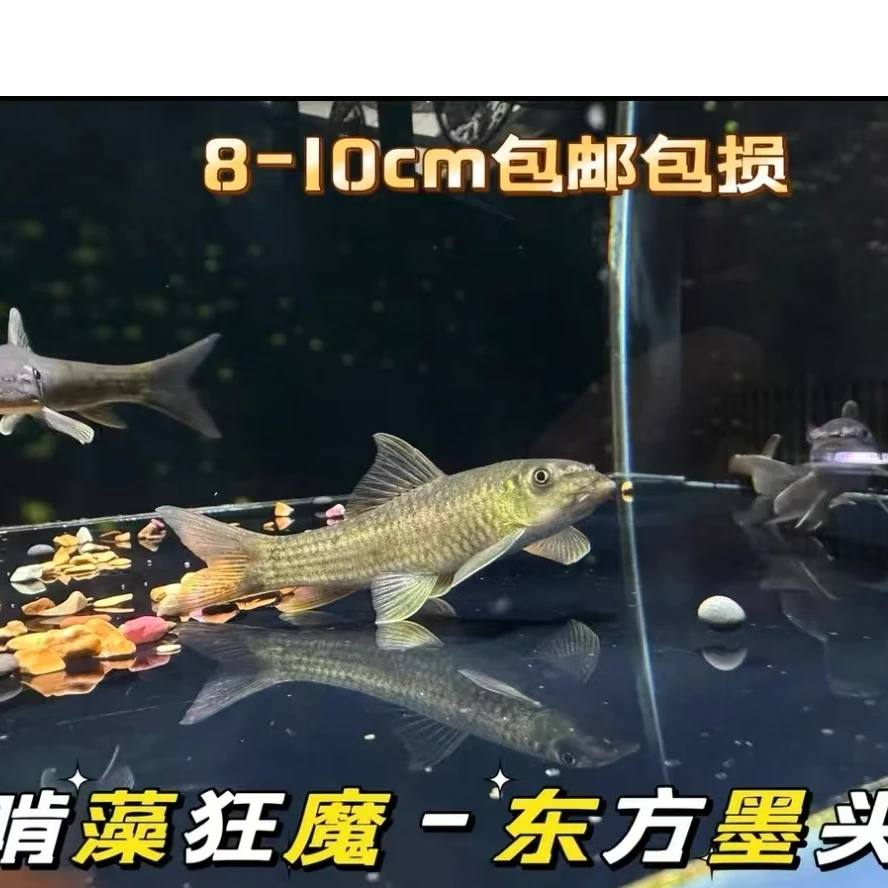 啃藻狂魔鱼东方墨头，桥街墨头，红尾墨头