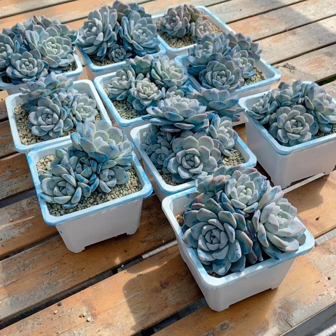 【闪购商品】冰玉群