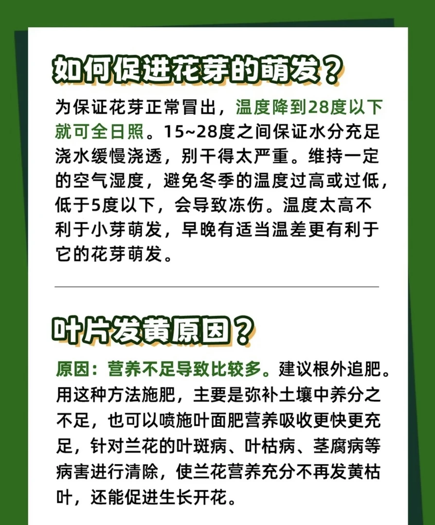 [通用链接] 大花蕙兰新手入门级清香型好看耐养盆栽 3年以上老苗