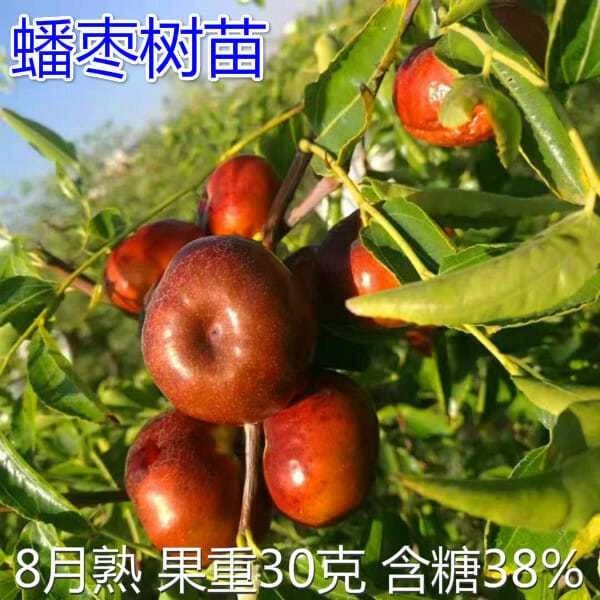 蟠枣树苗 盘龙枣苗嫁接枣树苗红枣苗 盆地栽枣树活苗南方北方种植