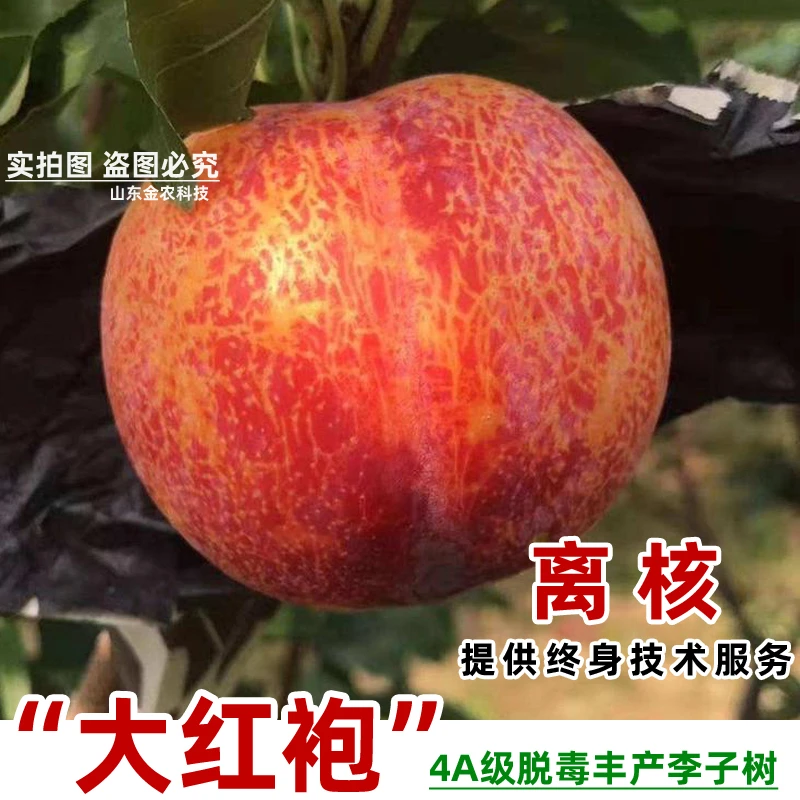 嫁接大红袍李子树苗离核红皮黄肉脆甜晚熟李子苗北方种当年结果南