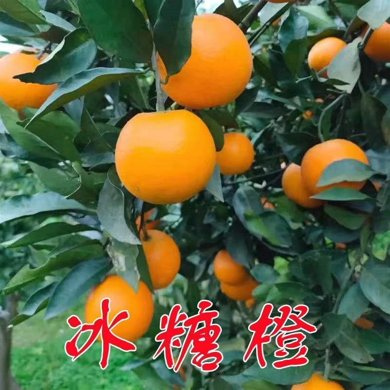 冰糖橙苗 冰糖柑嫁接橙子苗 褚橙苗当年结果盆栽地栽甜橙树苗