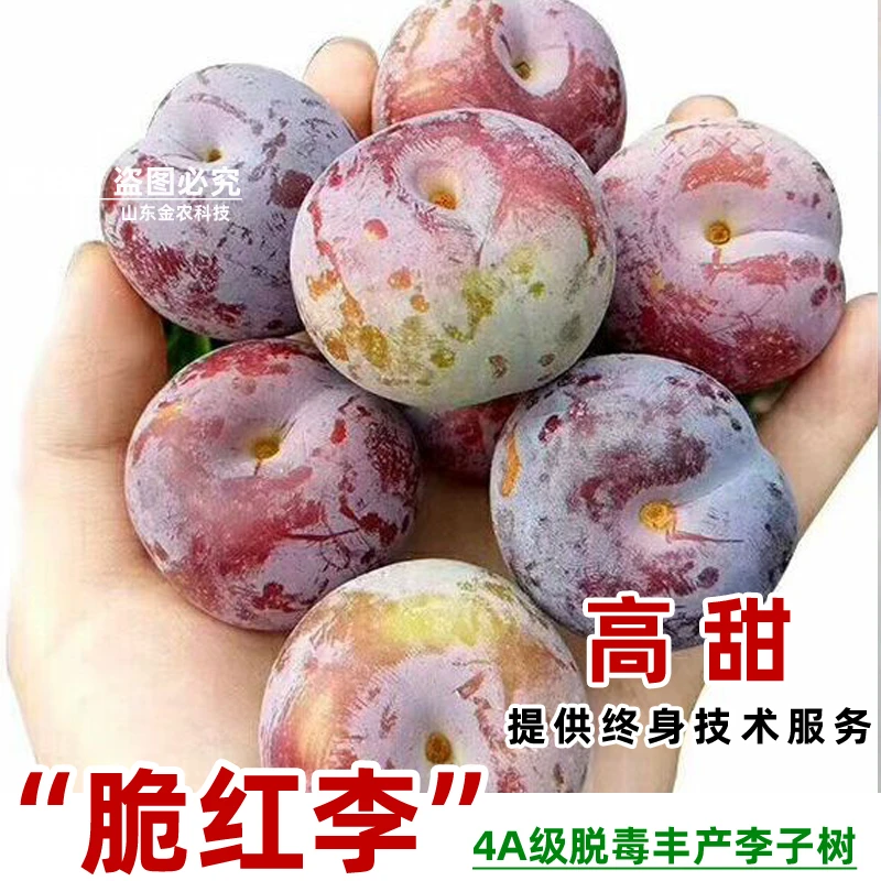 嫁接脆红李子树苗四川空心李翠红李脱骨南北方种植当年结果